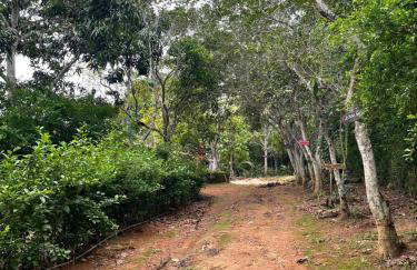 Sítio na Serra de Mulungu - Foto 14