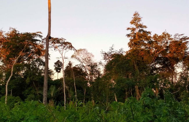 Tambopata National Reserve & Rainforest 4 Day Tour - Photo 12