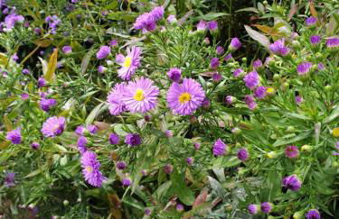 Villa Ferialis - Foto 15