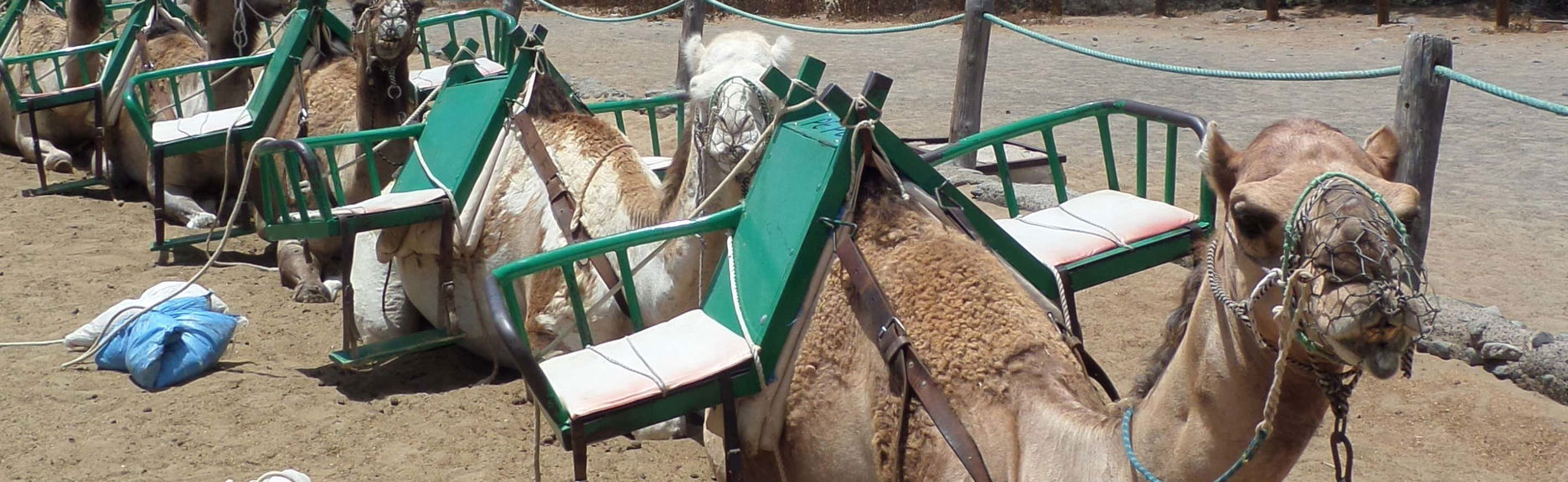 Paseo en camello por las dunas de Maspalomas