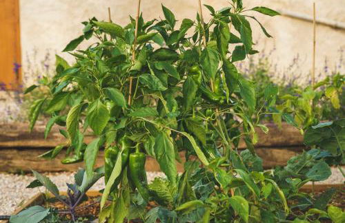 Casa rural Mas del Serranet - Foto 19