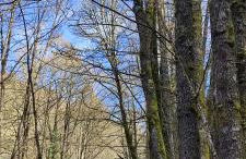 Ollar do Cido - Foto 42