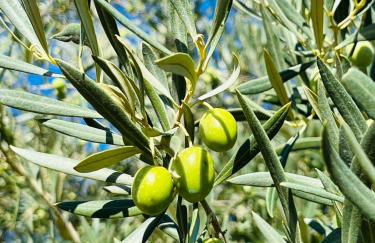 Cortijo La Pedriza - Foto 44