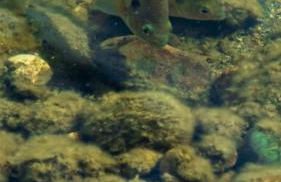 Lakefront Hideaway - Foto 33