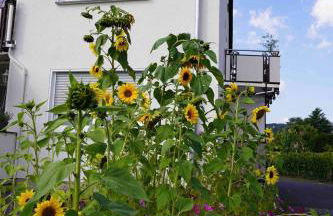 Bella Casa am Rhein - Foto 17