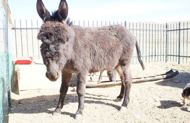 Mandala Bliss Mongolia - Foto 19