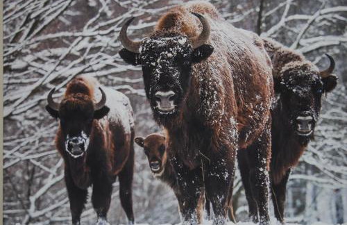 Kamienna Zagroda - Foto 25