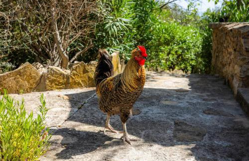 Es Colomer - Foto 28