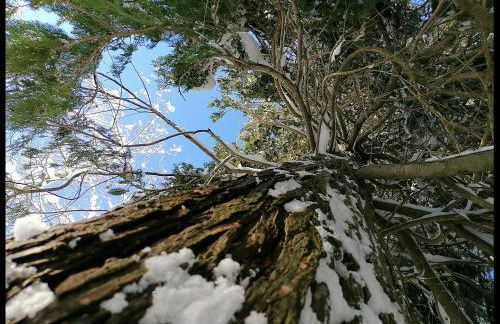 Appartamento La Foresta Abetone - Foto 39