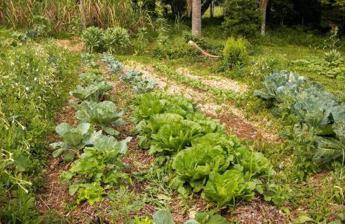Chalé Ametista na Amarte perto do Templo Budista - Foto 30