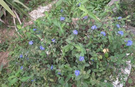 Rancho Esperança, pouso e comida a lenha - Foto 33
