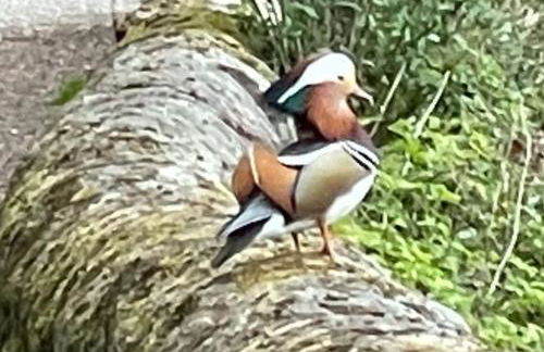 Number 26 Van Dyk Village - Foto 28