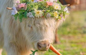 FishHouse Highland Cows FARM STAY Tinyhome Catfish - Foto 8