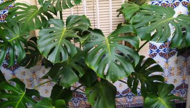 Atico Soleado - Foto 5