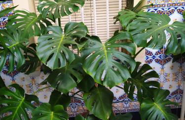 Atico Soleado - Foto 5