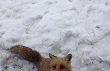 Chalet dell'Orso - Foto 59