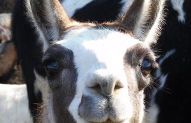 All'Antica Ruggine - Photo 35