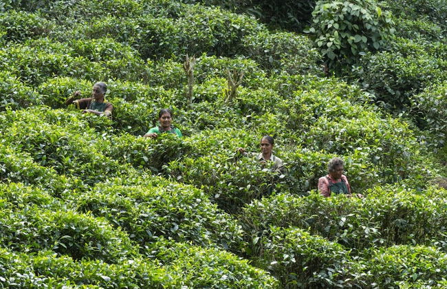 08 Acre Private Tea Estate Close To Galle - Photo 36