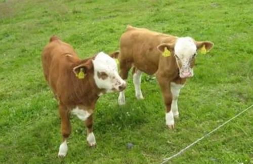 Ferienhaus Panoramablick - Foto 21