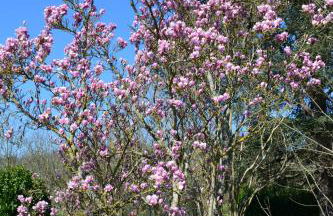 Gîte le cèdre bleu - Foto 21