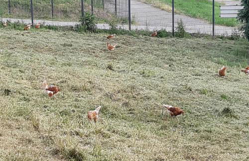 Am Hohestein - Foto 14