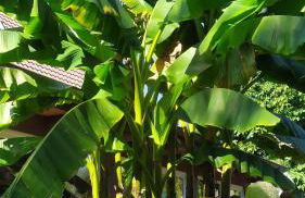 Ferienwohnung Exoten-Paradies im Garten Seggewiß - Tierfreie Nichtraucherwohnung in Raesfeld, Kreis Borken - Foto 32