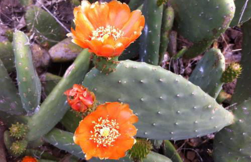 Blooming Botanic Houses - Foto 39