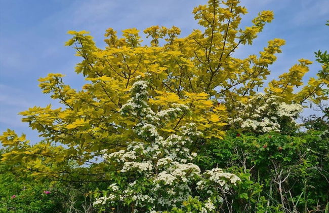 Borkum Ideal 71 A Comfortable Holiday Residence - Foto 29