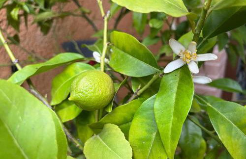 APPARTAMENTI DOLCETURISMO FONTECAIME...RELAX... - Foto 24