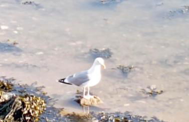 Ti Louker - Appartement à 300m du Port - Photo 41