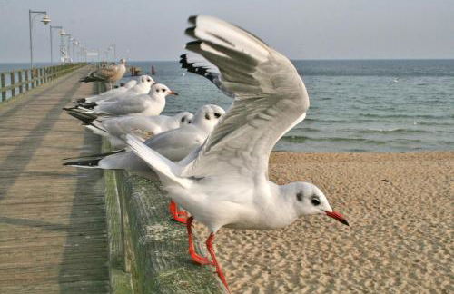 Villa Minna mit großem Balkon - Foto 17