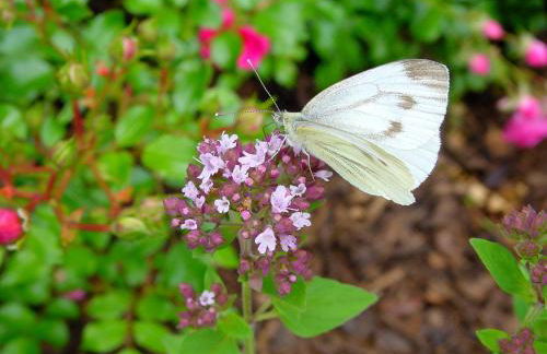 Ferienwohnung Heger - Foto 18