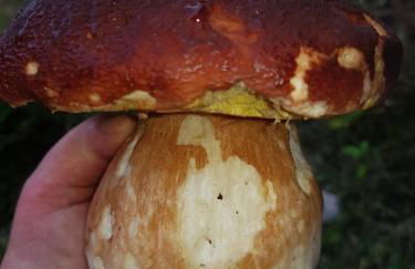 Chez Nave au pied du Meygal - Foto 38