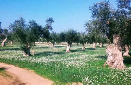 Masseria Cataldo - Foto 15