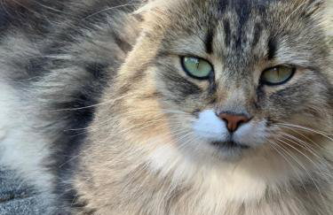 Leśny Dwór - Foto 6