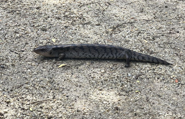 Driftwood Villas - Foto 63