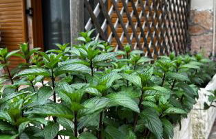 Dionysus Sivota Center - Foto 10