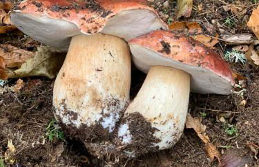 Apimonte Casa do Serra - PN Montesinho - Foto 80