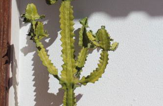 Santa Cruz Beach House - Foto 7