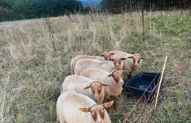 Ferienwohnung auf dem Bauernhof - Hermanns Lodge - Foto 31