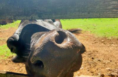 Pousada Suçuarana - Photo 23