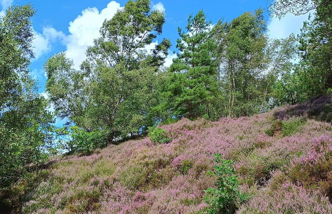 8 Person Holiday Home in Gjern-by Traum - Foto 22