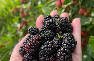 ADM chalé Chiaradia - Foto 16