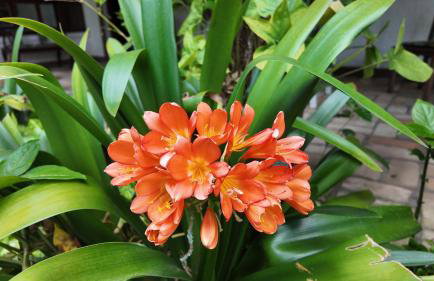 Casa de Campo & Home Office - Itapecerica da Serra , perto do Embu das Artes - Photo 61