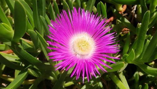 AzuRoMarin - Foto 4, Garden, Garden view