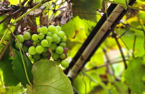 Casa Espaçosa no Centro Histórico - Foto 40