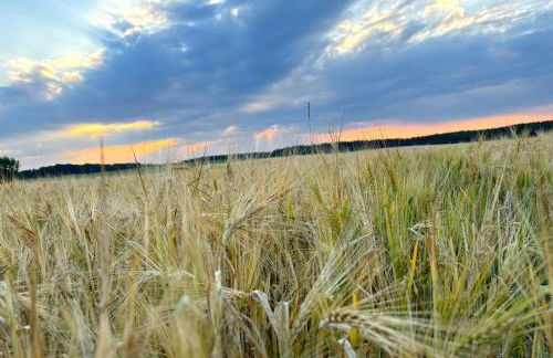 Ruhe Oase Steinhöfel - Balkon, Naturblick, Design-Maisonette-Apartment - nahe Fürstenwalde-Spree - Foto 36