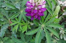 Domek letniskowy ze stawem - Foto 25