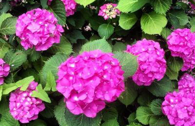 Sweet Home Kerasias - Foto 23