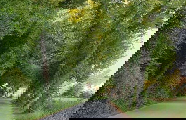 Holiday Apartment on the Lindenallee - Foto 14